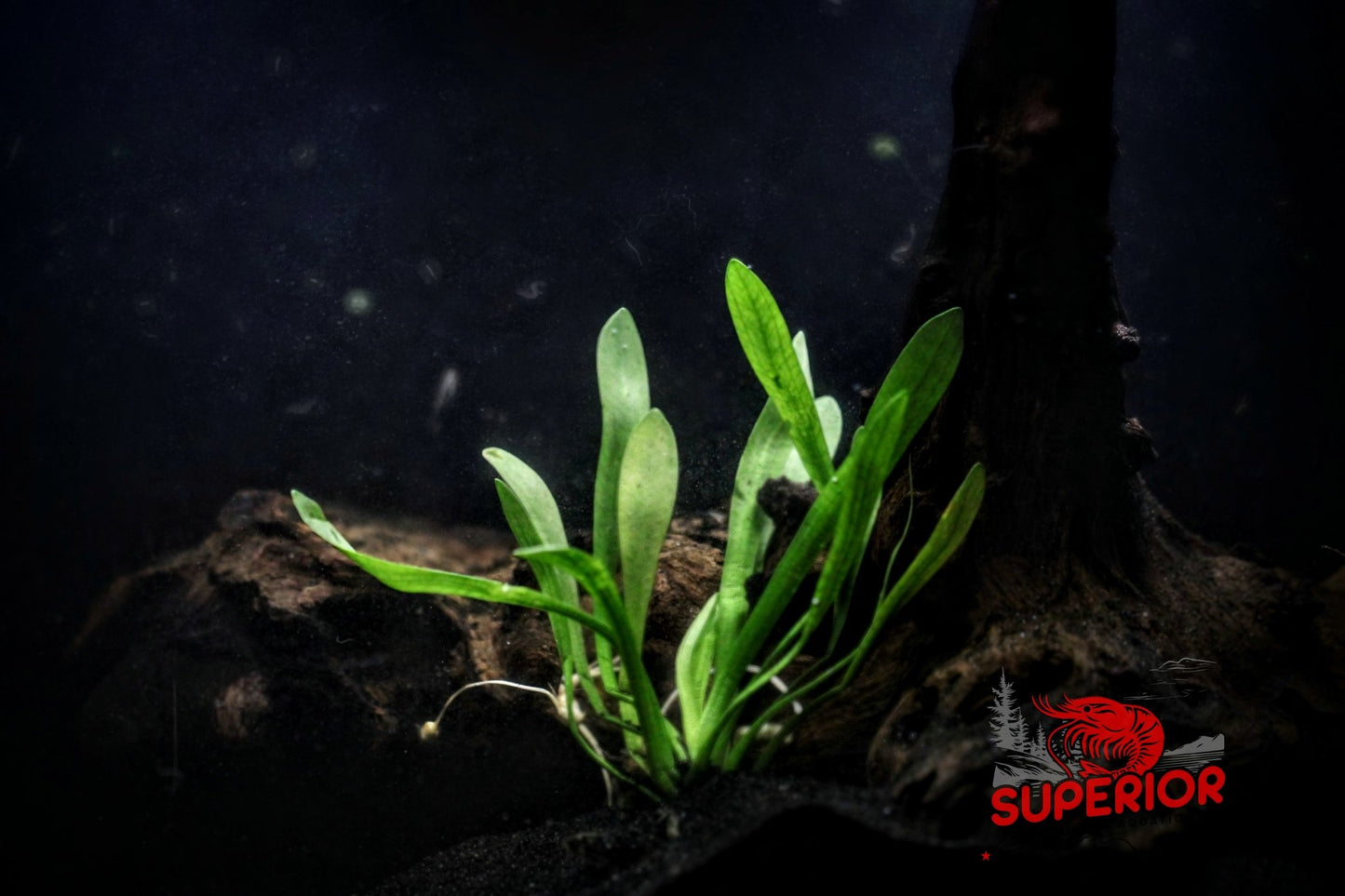 Dwarf Hair Grass (Sagittaria subulata) - Superior Shrimp & Aquatics