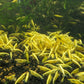 Yellow Goldenback Shrimp image 1