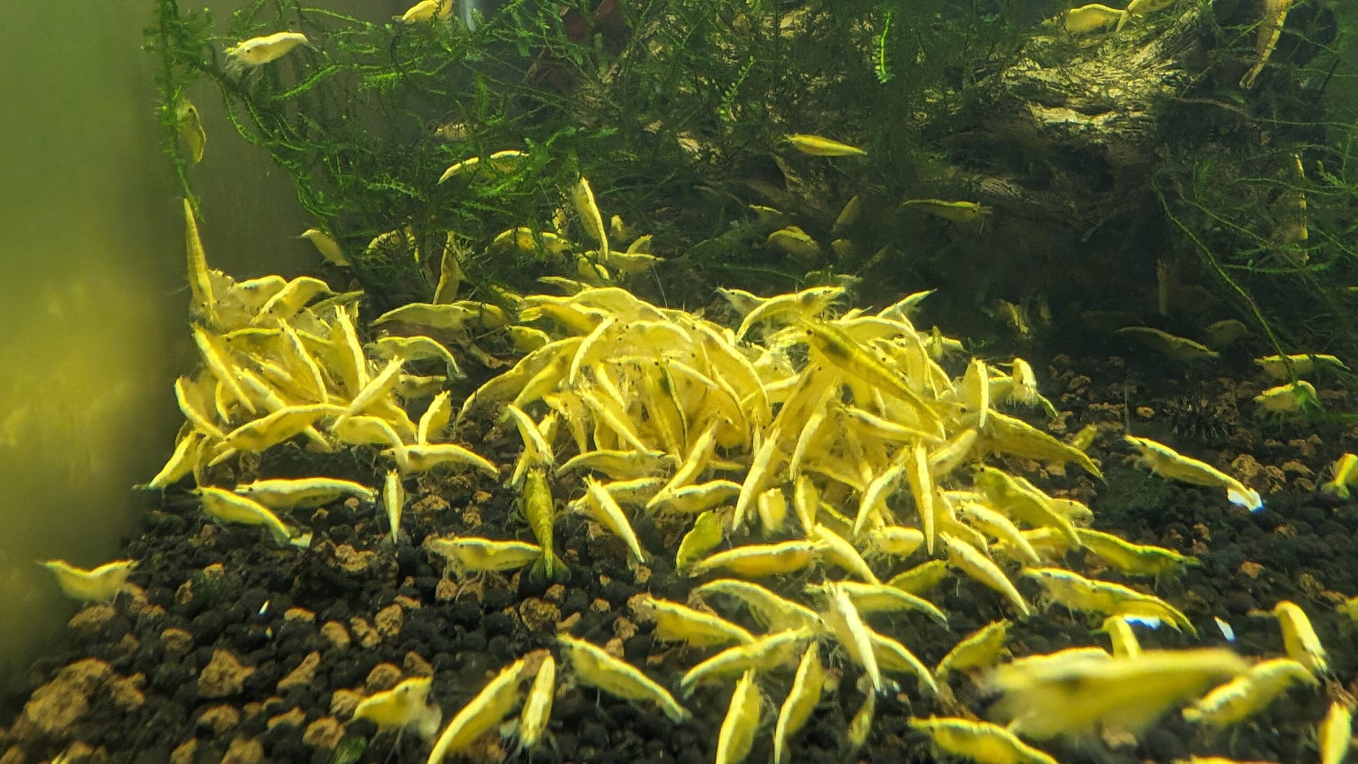 Yellow Goldenback Shrimp image 1