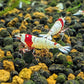 Pure Red Line (PRL) Shrimp image 2