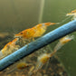 Orange Rili Shrimp image 3