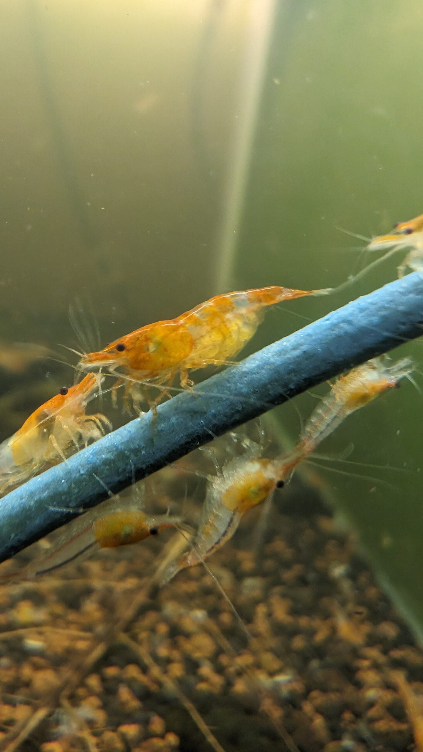 Orange Rili Shrimp image 3