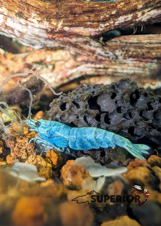 Extreme Blue Bolt Shrimp - Superior Shrimp & Aquatics