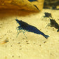 Blue Diamond Shrimp image 0