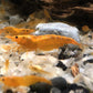 Sunkist Shrimp image 1