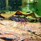 Black Rose Shrimp image 1