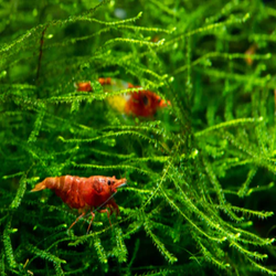 Java Moss (Pest Free) image 0