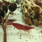 Fire Red Cherry - Superior Shrimp & Aquatics