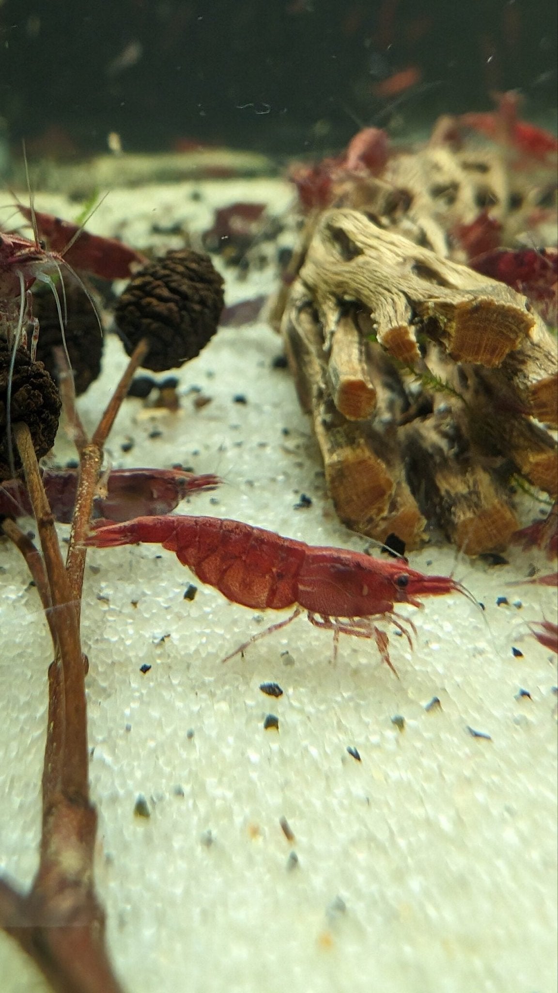 Fire Red Cherry - Superior Shrimp & Aquatics