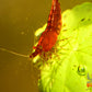 Fire Red Cherry - Superior Shrimp & Aquatics