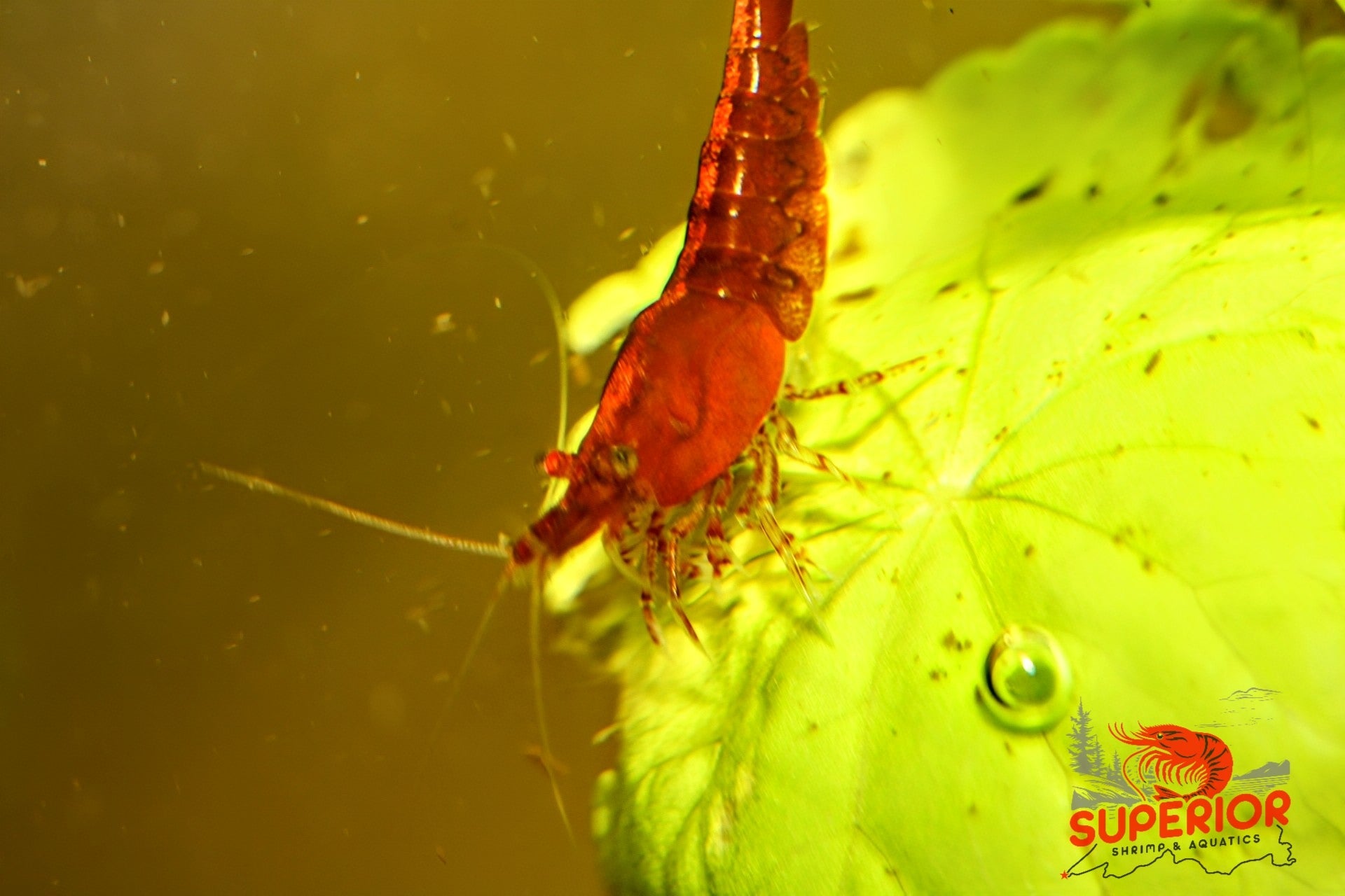 Fire Red Cherry - Superior Shrimp & Aquatics