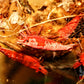 Fire Red Cherry - Superior Shrimp & Aquatics