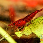 Fire Red Cherry - Superior Shrimp & Aquatics