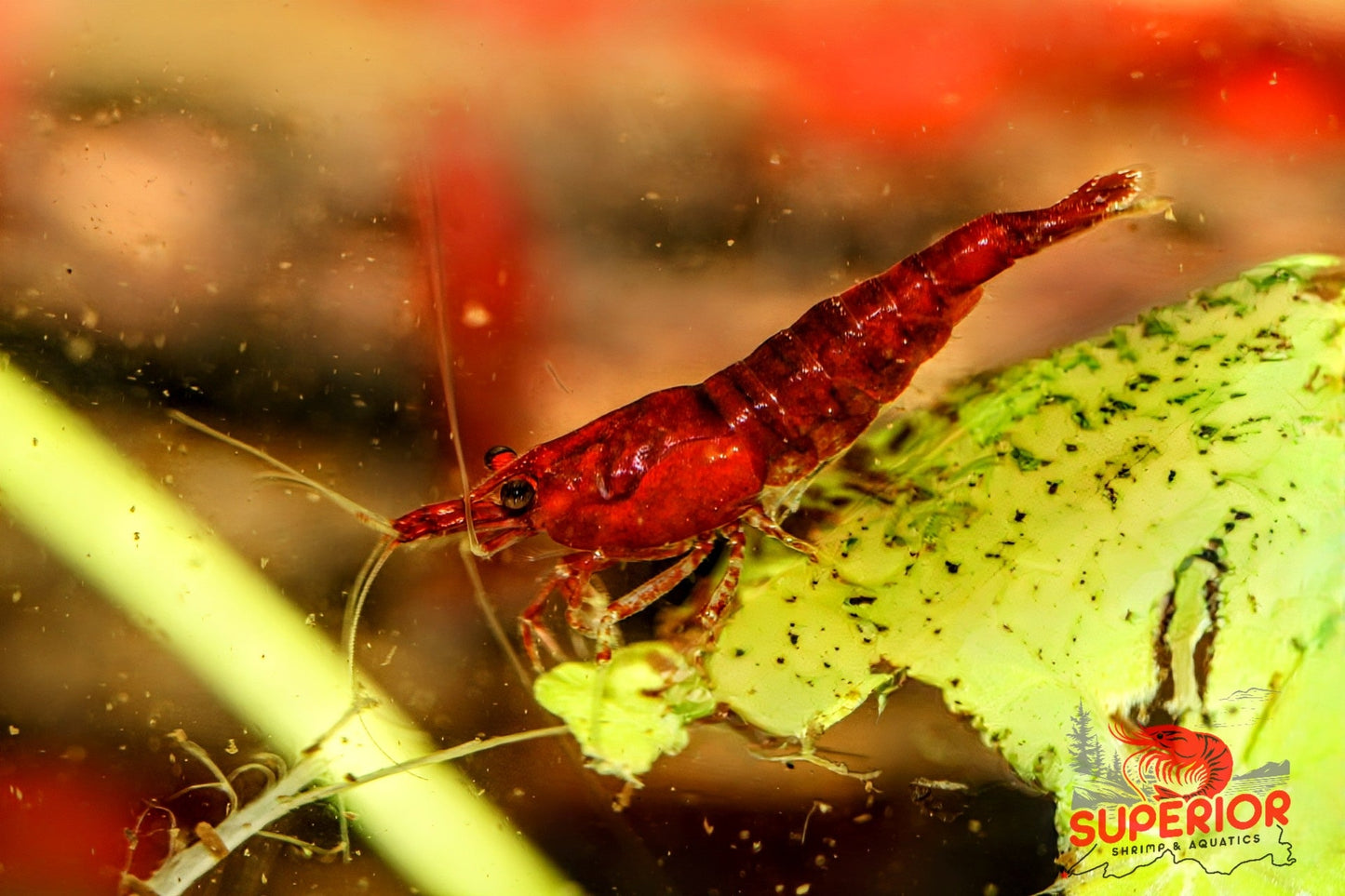 Fire Red Cherry - Superior Shrimp & Aquatics