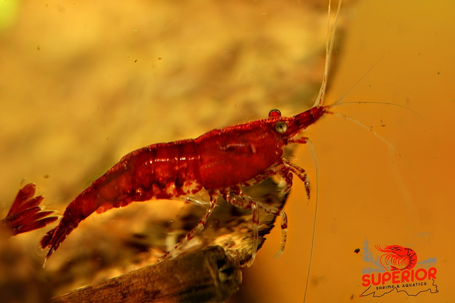 Fire Red Cherry - Superior Shrimp & Aquatics