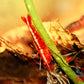 Fire Red Cherry - Superior Shrimp & Aquatics