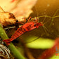 Fire Red Cherry - Superior Shrimp & Aquatics