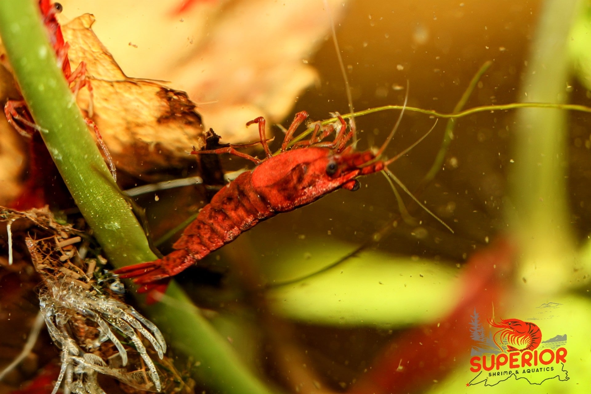 Fire Red Cherry - Superior Shrimp & Aquatics