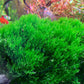 Flame Moss (Taxiphyllum sp. 'Flame') - Superior Shrimp & Aquatics