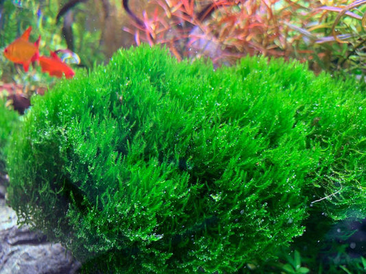 Flame Moss (Taxiphyllum sp. 'Flame') - Superior Shrimp & Aquatics