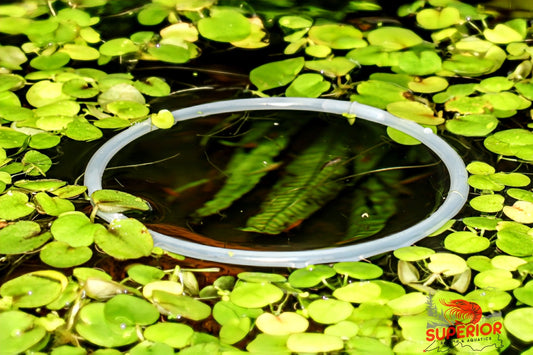 Frogbit (Limnobium laevigatum) - Superior Shrimp & Aquatics