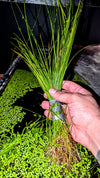 Giant Hairgrass (Eleocharis montevidensis) - Superior Shrimp & Aquatics