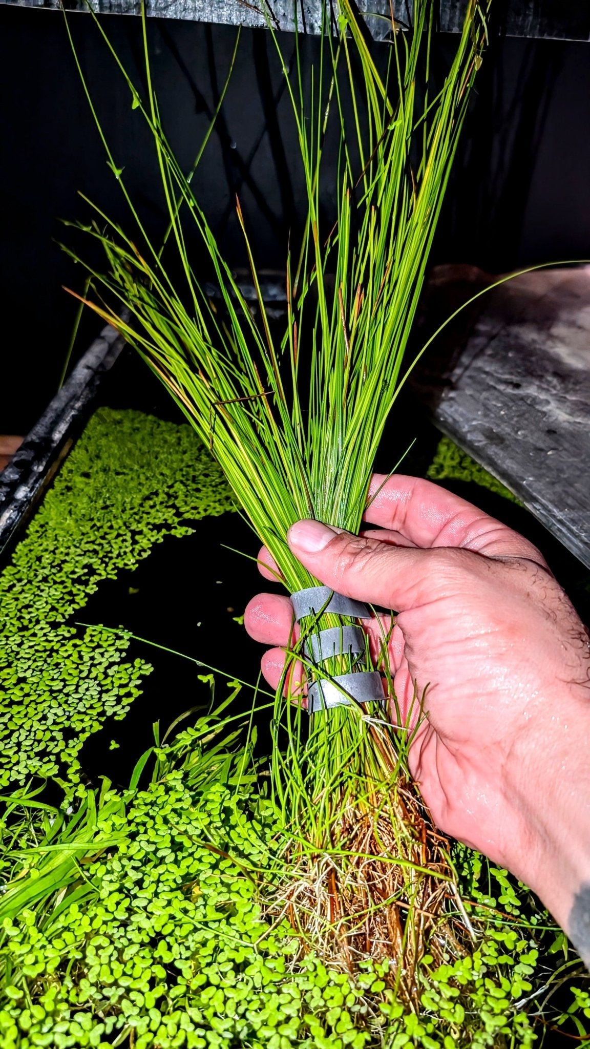 Giant Hairgrass (Eleocharis montevidensis) - Superior Shrimp & Aquatics