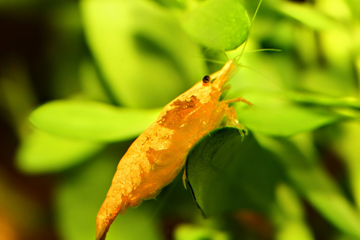 Golddust Shrimp - Superior Shrimp & Aquatics