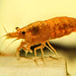 Golddust Shrimp - Superior Shrimp & Aquatics