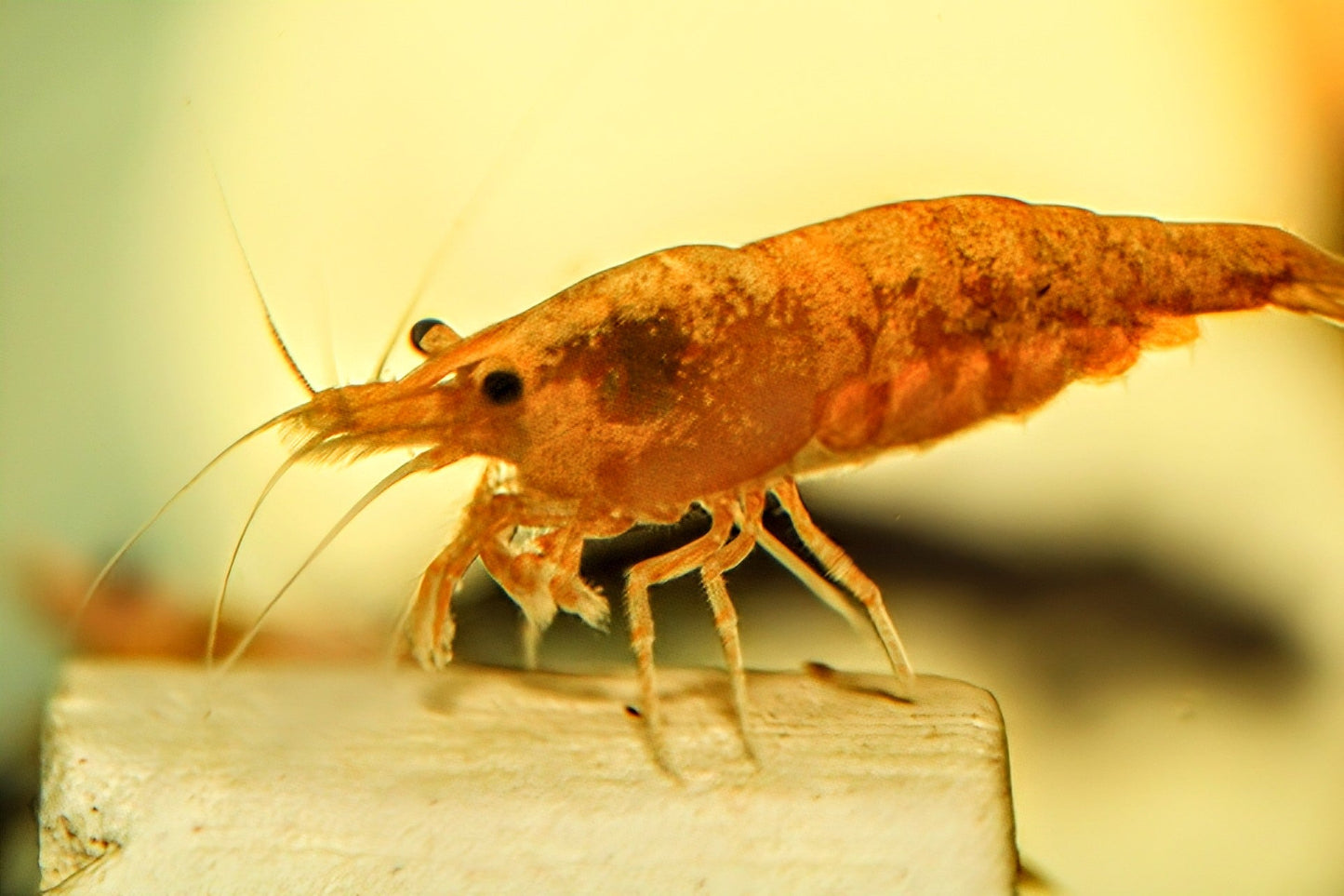 Golddust Shrimp - Superior Shrimp & Aquatics