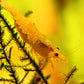 Golddust Shrimp - Superior Shrimp & Aquatics