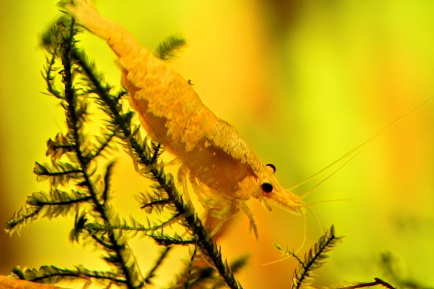 Golddust Shrimp - Superior Shrimp & Aquatics