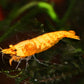 Golddust Shrimp - Superior Shrimp & Aquatics