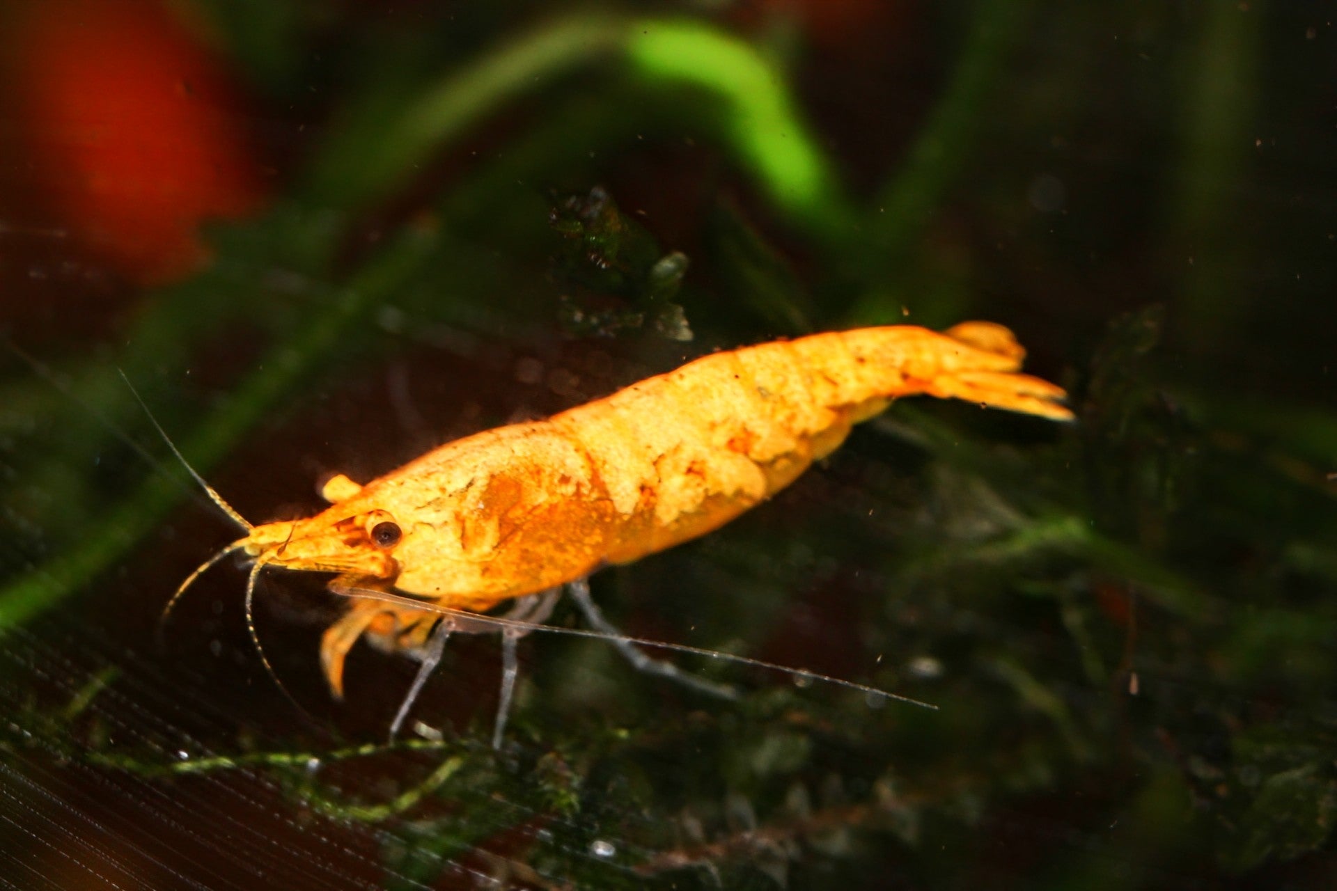 Golddust Shrimp - Superior Shrimp & Aquatics