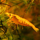 Golddust Shrimp - Superior Shrimp & Aquatics