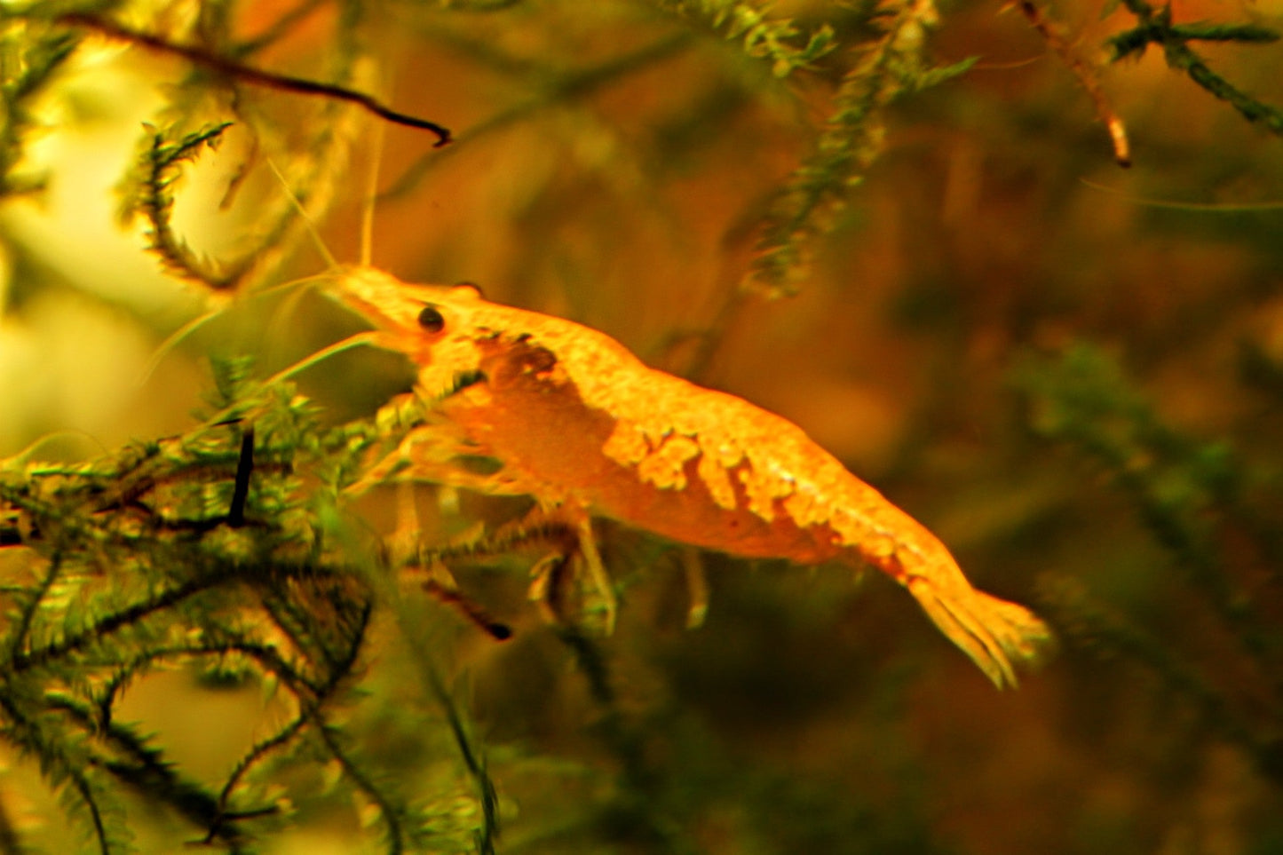 Golddust Shrimp - Superior Shrimp & Aquatics