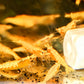 Golddust Shrimp - Superior Shrimp & Aquatics