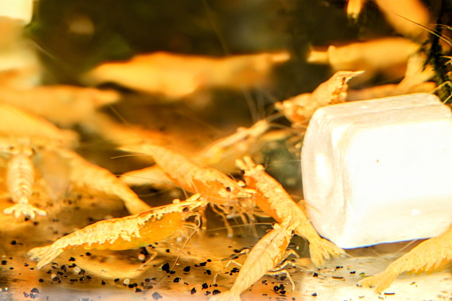 Golddust Shrimp - Superior Shrimp & Aquatics