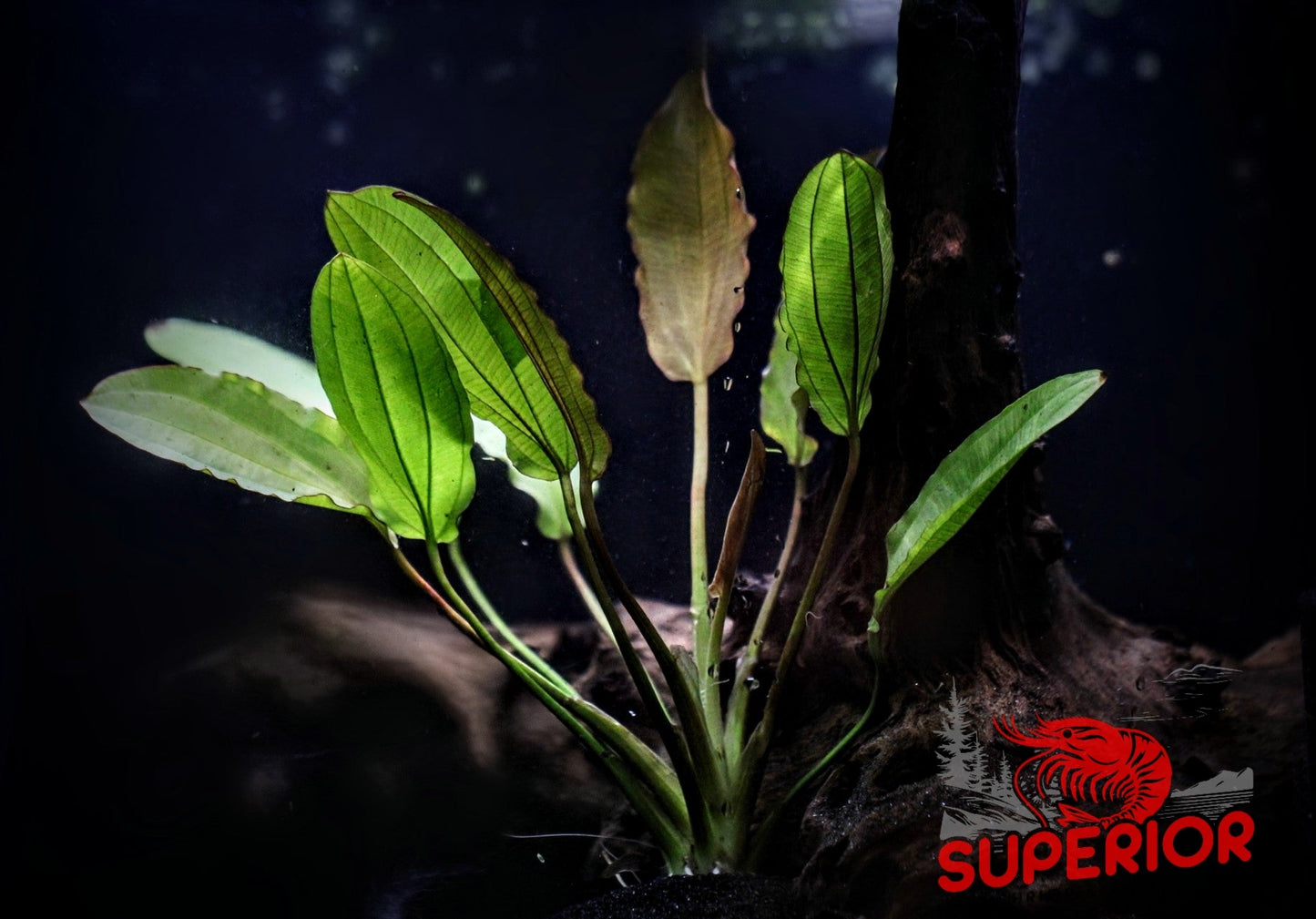 Golden Melon Sword (Echinodorus 'Golden Melon') - Superior Shrimp & Aquatics