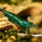 Green Jade Shrimp - Superior Shrimp & Aquatics