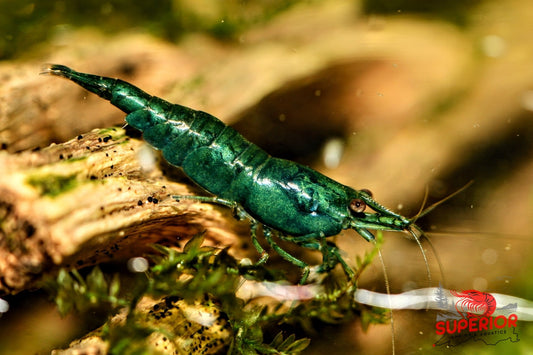 Green Jade Shrimp - Superior Shrimp & Aquatics