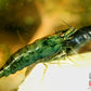 Green Jade Shrimp - Superior Shrimp & Aquatics