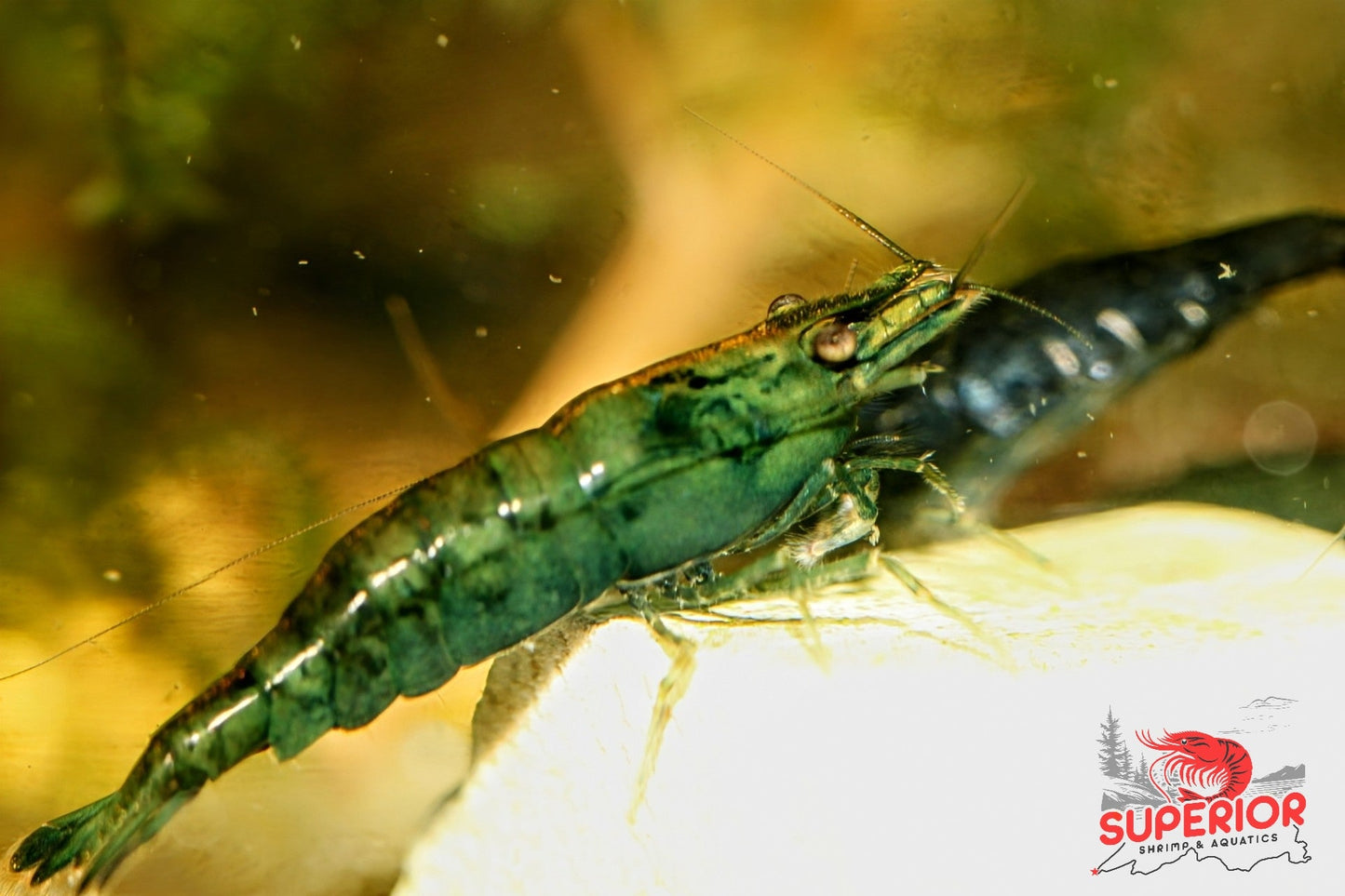 Green Jade Shrimp - Superior Shrimp & Aquatics