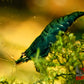 Green Jade Shrimp - Superior Shrimp & Aquatics