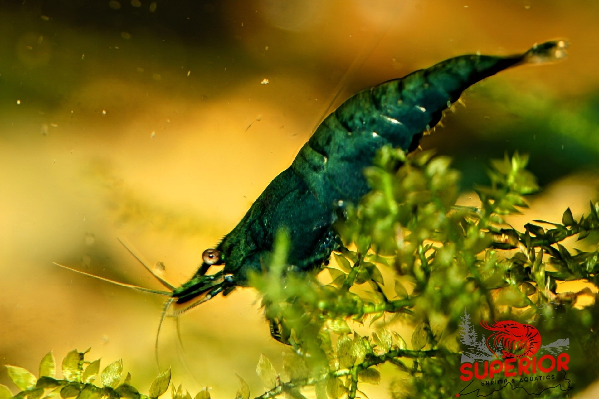 Green Jade Shrimp - Superior Shrimp & Aquatics