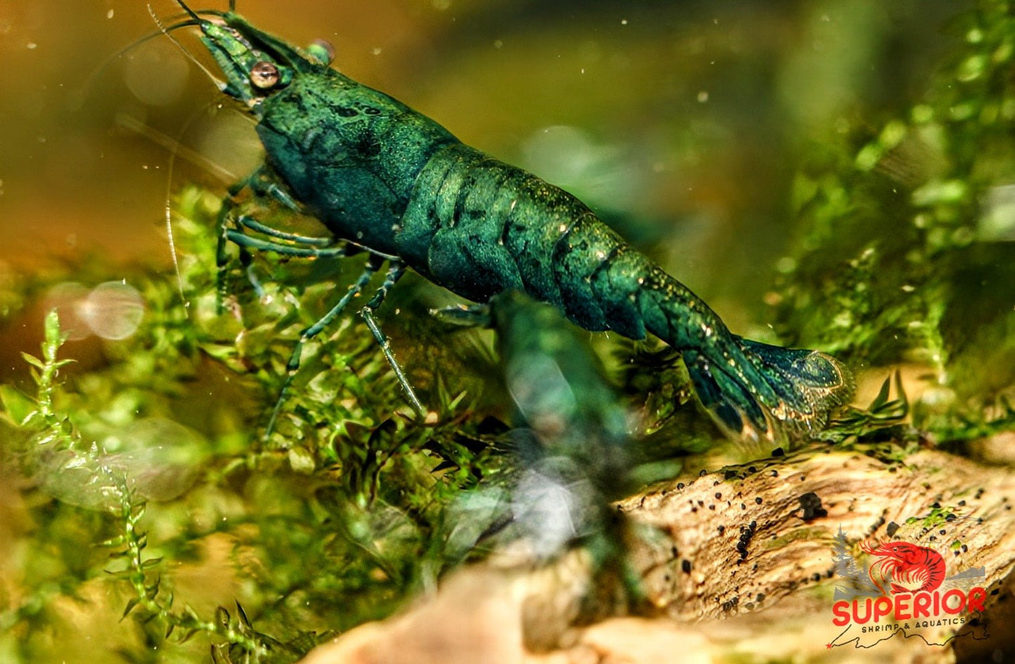 Green Jade Shrimp - Superior Shrimp & Aquatics