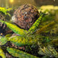 Green Venom Shrimp - Superior Shrimp & Aquatics