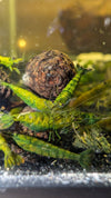 Green Venom Shrimp - Superior Shrimp & Aquatics