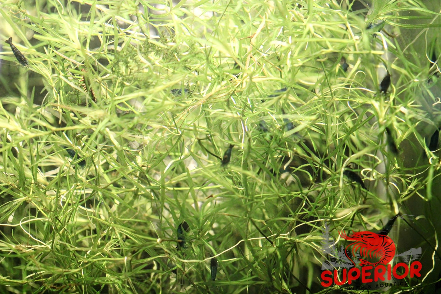 Guppy Grass (Najas guadalupensis) - Superior Shrimp & Aquatics