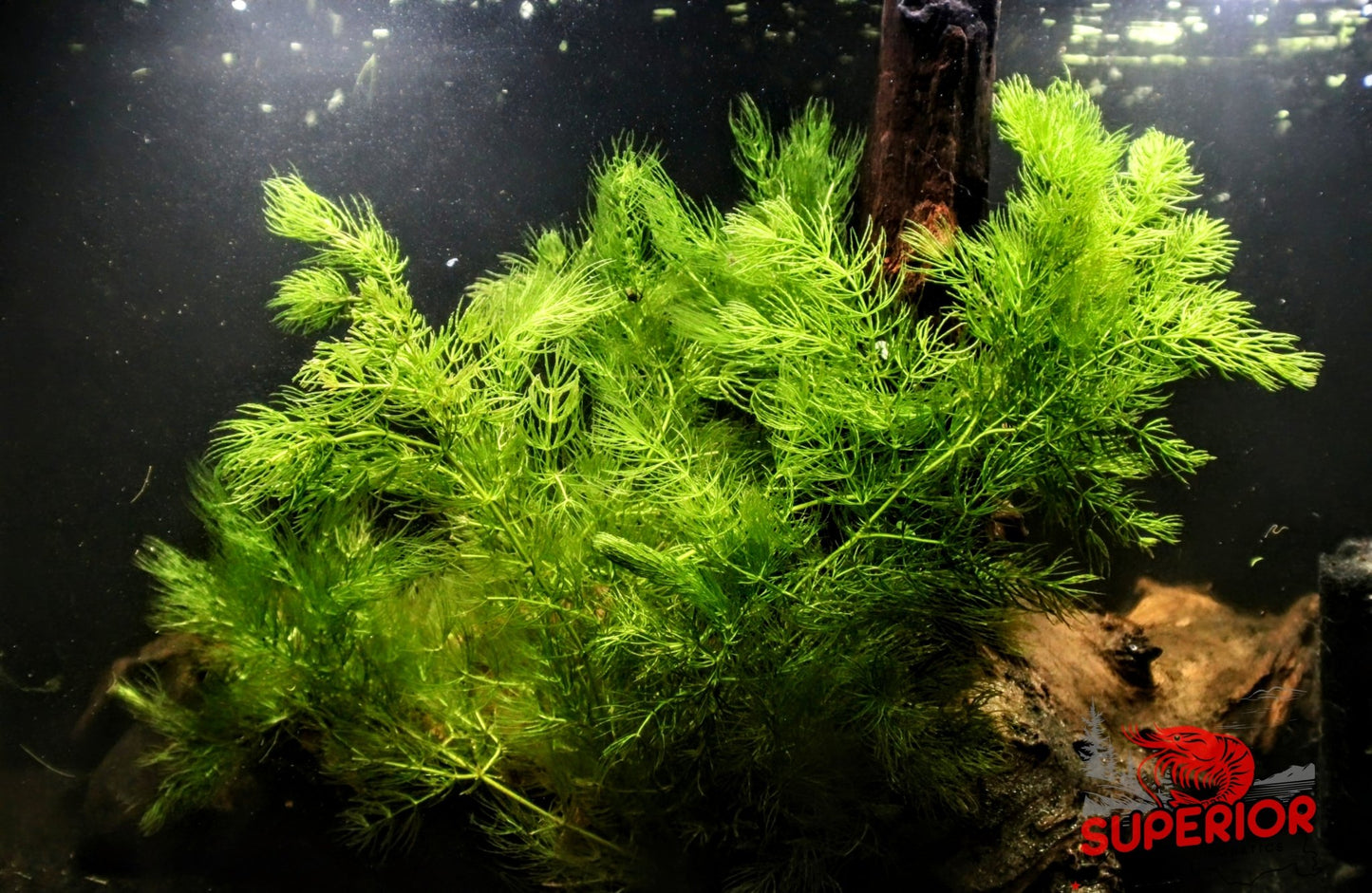 Hornwort (Ceratophyllum demersum) - Superior Shrimp & Aquatics